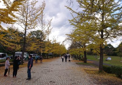公園に入ってすぐ、色鮮やかな銀杏の木の道が出てきます。