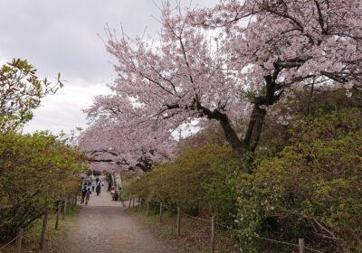 神社を出て、ロープウェイの宝登山頂上駅前は桜が満開でした！