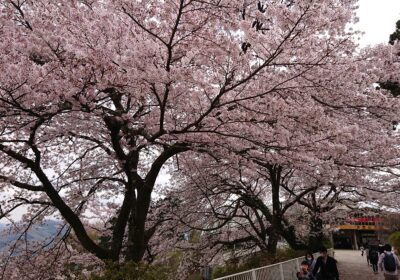越生も、入学式まで桜が咲いているといいなぁ……。