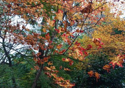 れ、煉獄さん!? …と思わせるほどのカラーリング…!! 秋ですね～🍁🍁🍁