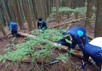 巨大な木の幹を移動…したいけどチェーンソーがない！